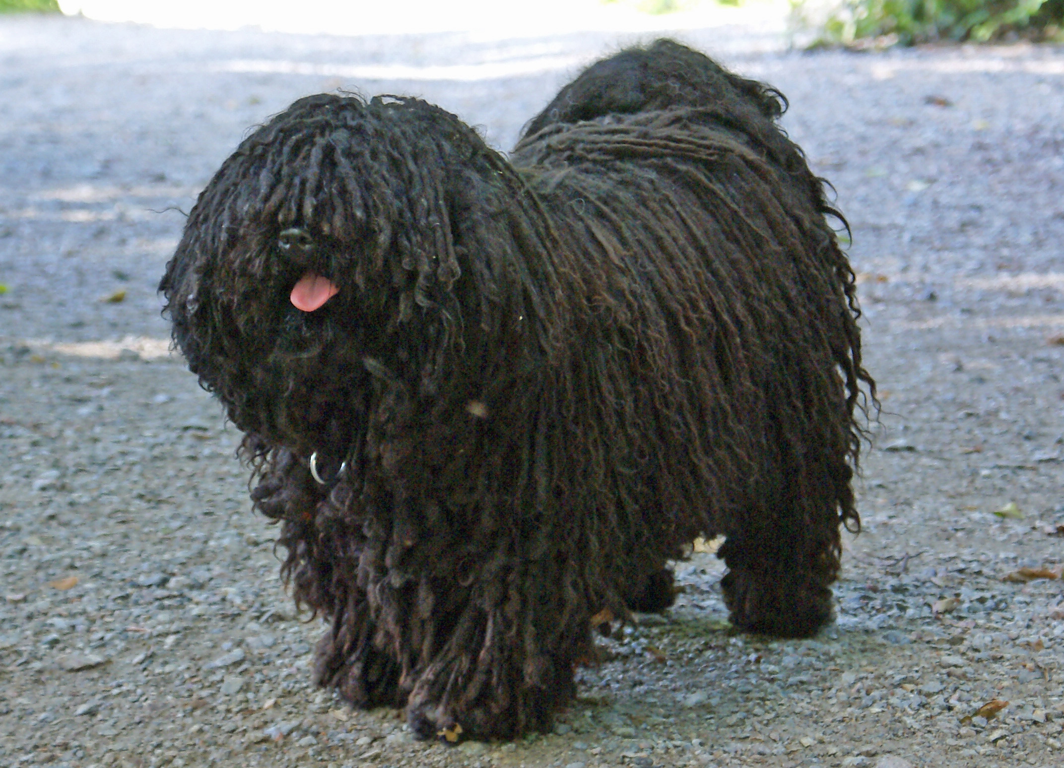 Puli - Wikipedia, the free encyclopedia